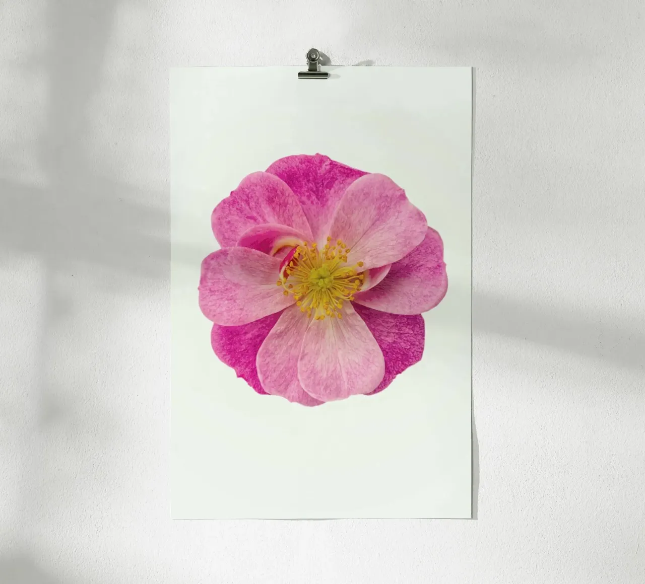 Singola rosa selvatica poster da Curious Collections by Marielle Leenders