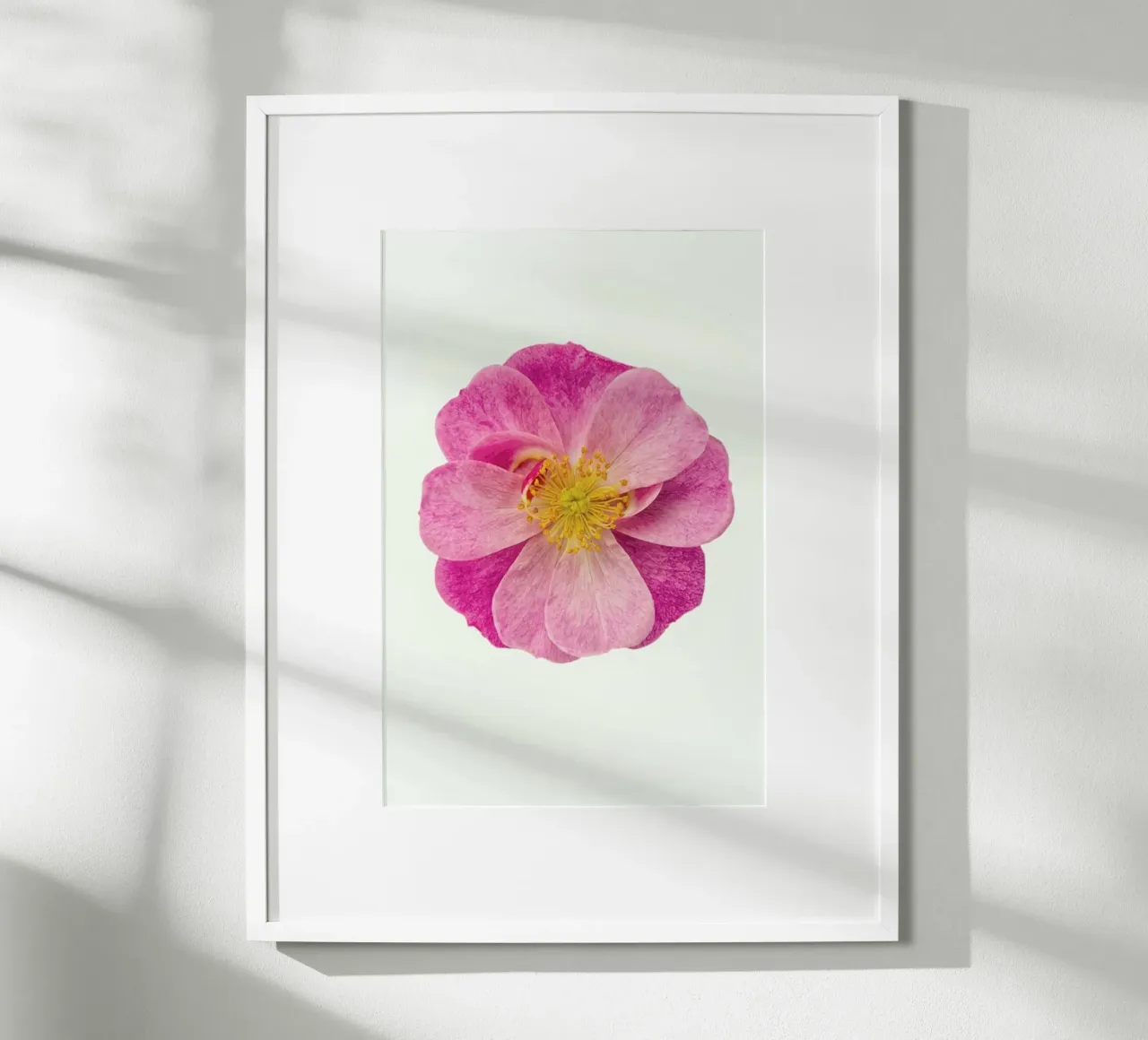 Singola rosa selvatica carta hahnemühle da Curious Collections by Marielle Leenders