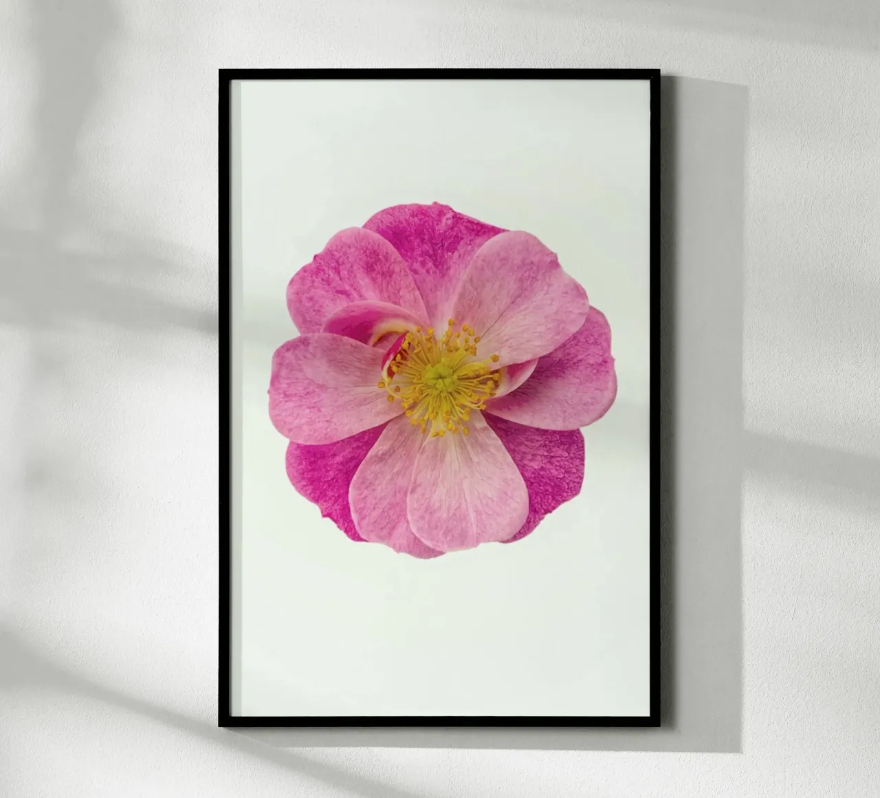 Singola rosa selvatica poster da Curious Collections by Marielle Leenders