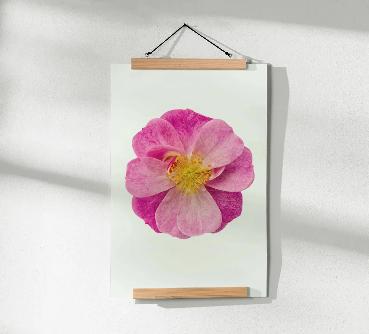 Singola rosa selvatica poster da Curious Collections by Marielle Leenders