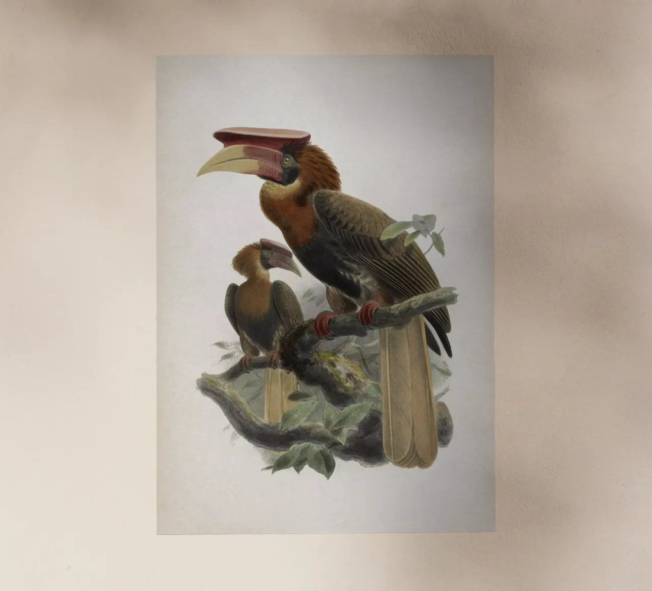 Vintage Keulemans 1 Hydrocorax Mindanensis pellicola backlit da Vintage Print Collection