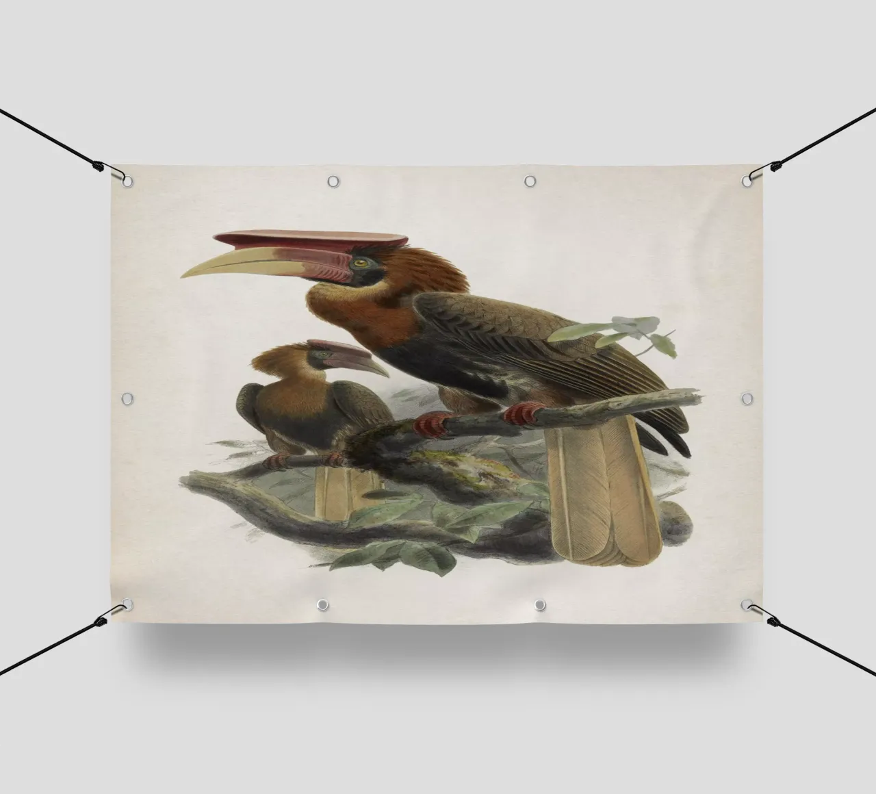Vintage Keulemans 1 Hydrocorax Mindanensis telo in pvc da Vintage Print Collection