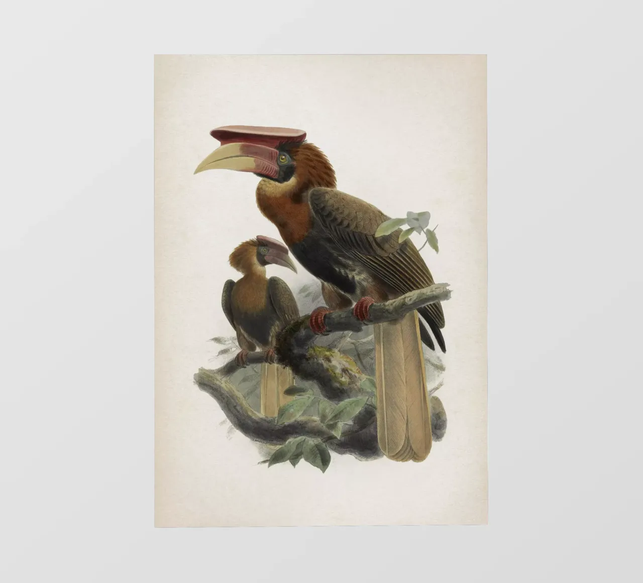 Vintage Keulemans 1 Hydrocorax Mindanensis telo in pvc da Vintage Print Collection