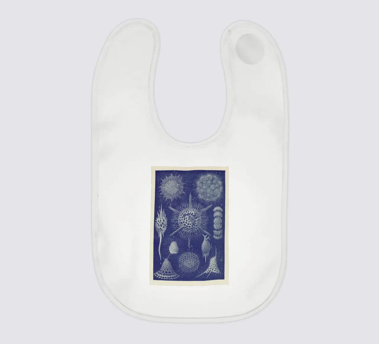 Radiolaria bavaglino da Flora & Fauna