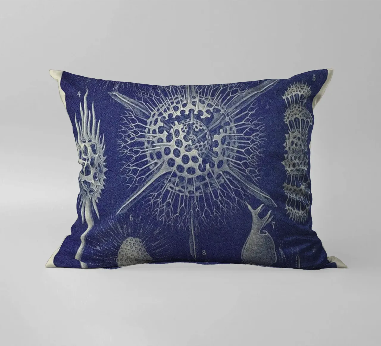 Radiolaria cuscino da Flora & Fauna