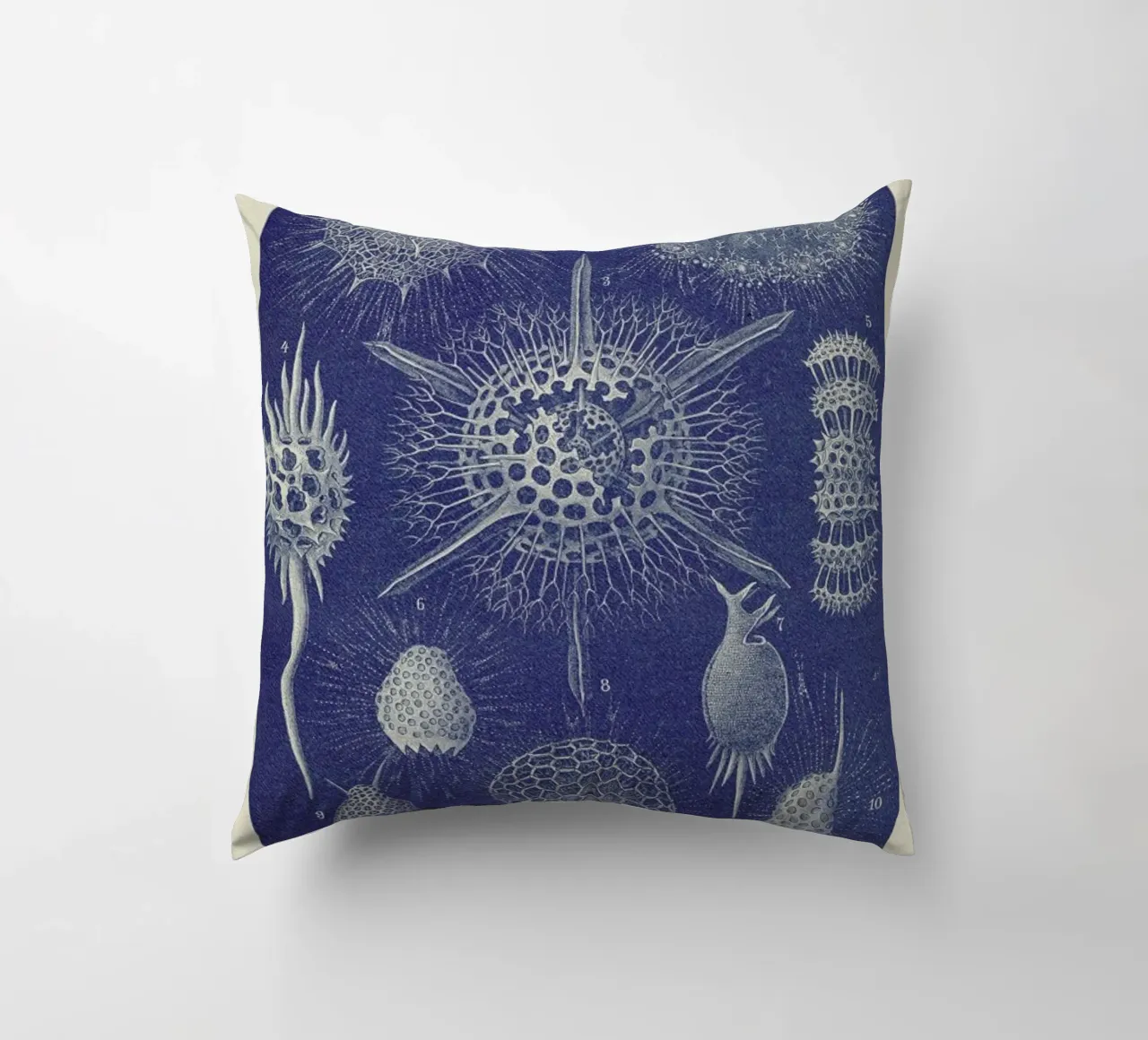 Radiolaria cuscino da Flora & Fauna