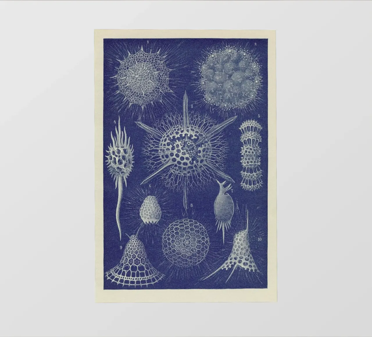 Radiolaria telo in pvc da Flora & Fauna