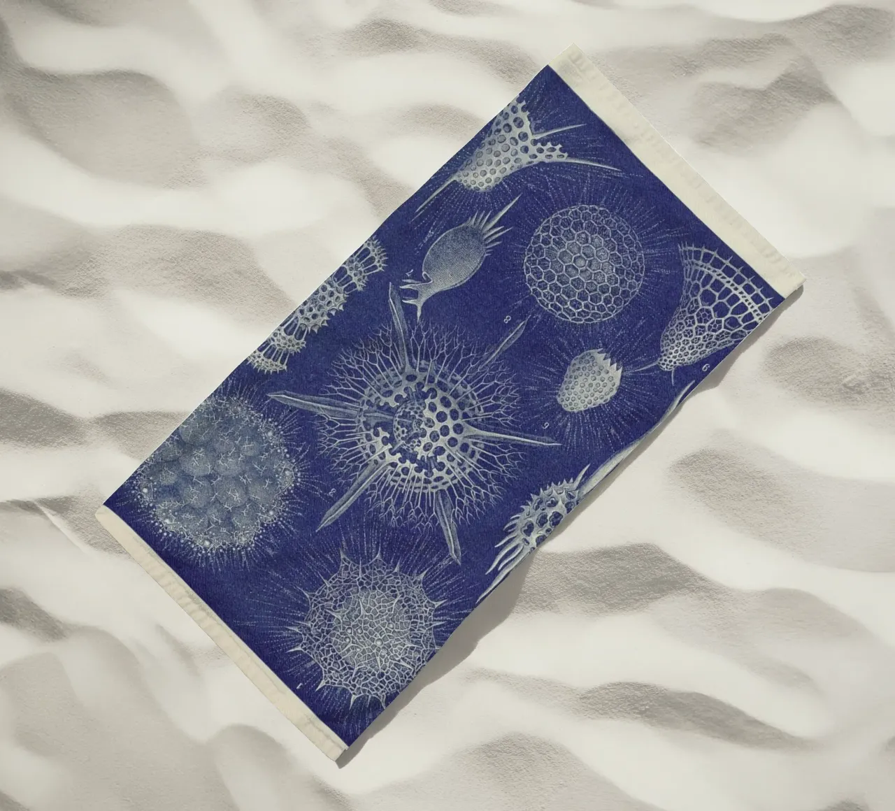 Radiolaria telo mare da Flora & Fauna