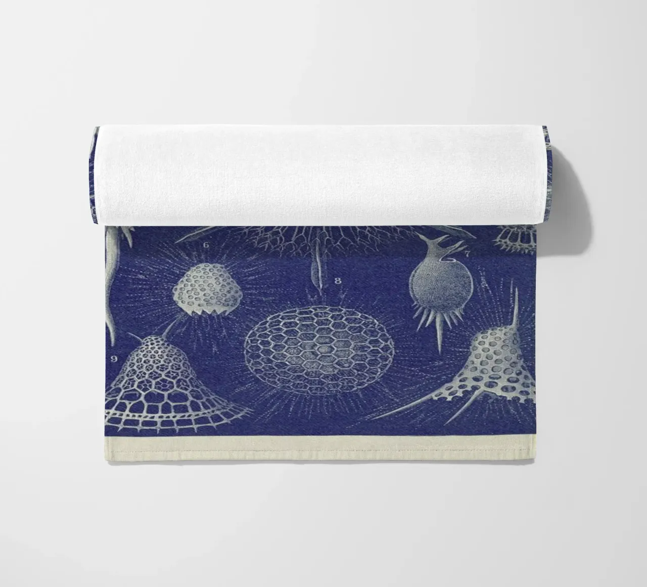 Radiolaria telo mare da Flora & Fauna