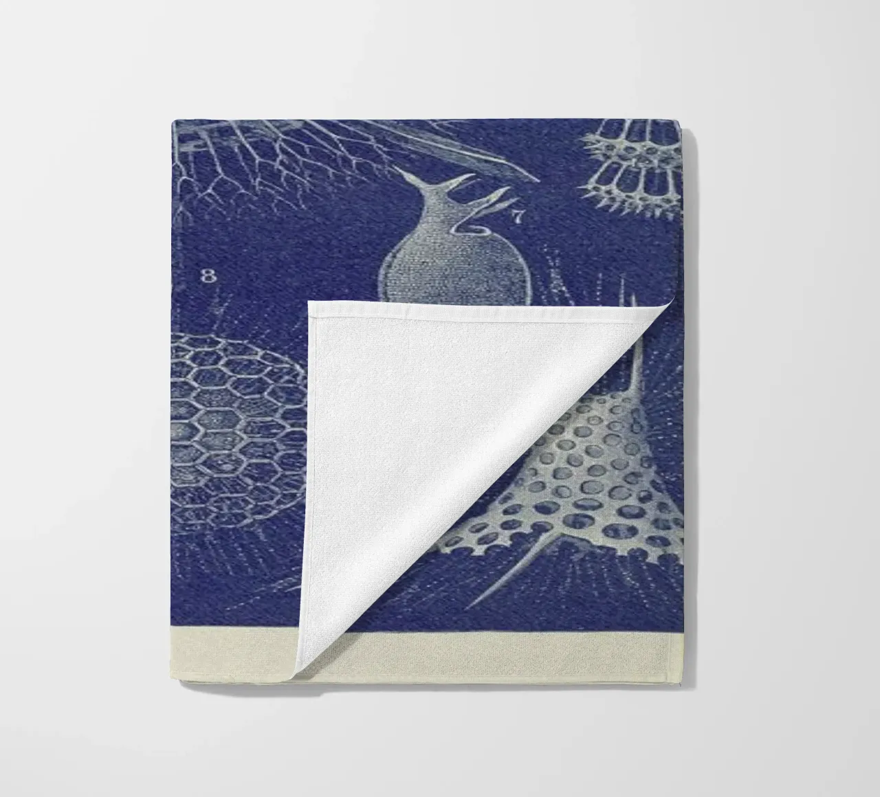 Radiolaria telo mare da Flora & Fauna