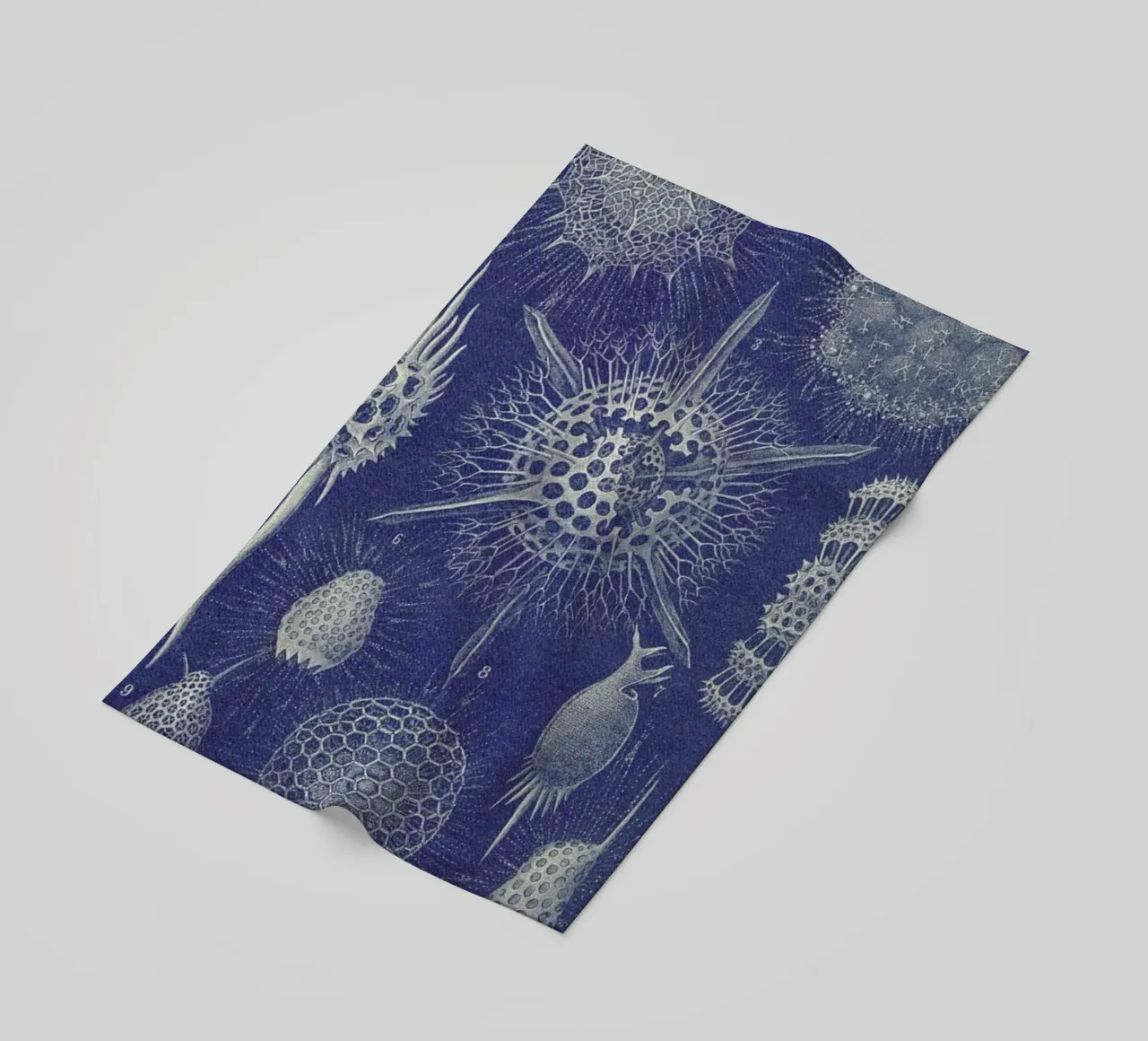 Radiolaria telo mare da Flora & Fauna