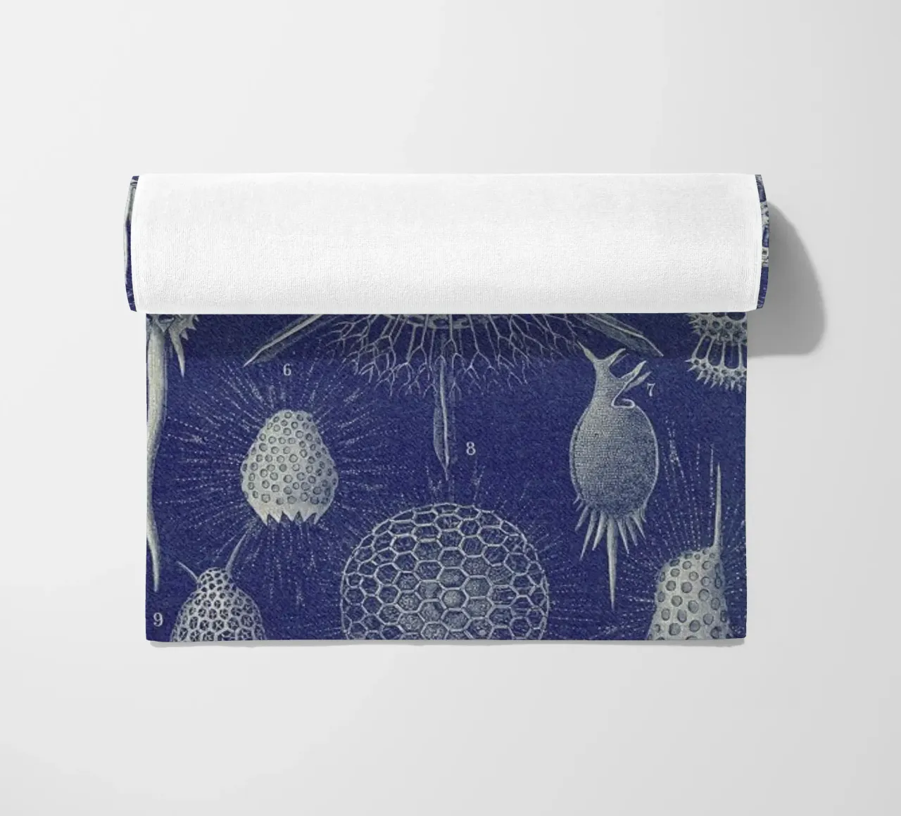 Radiolaria telo mare da Flora & Fauna