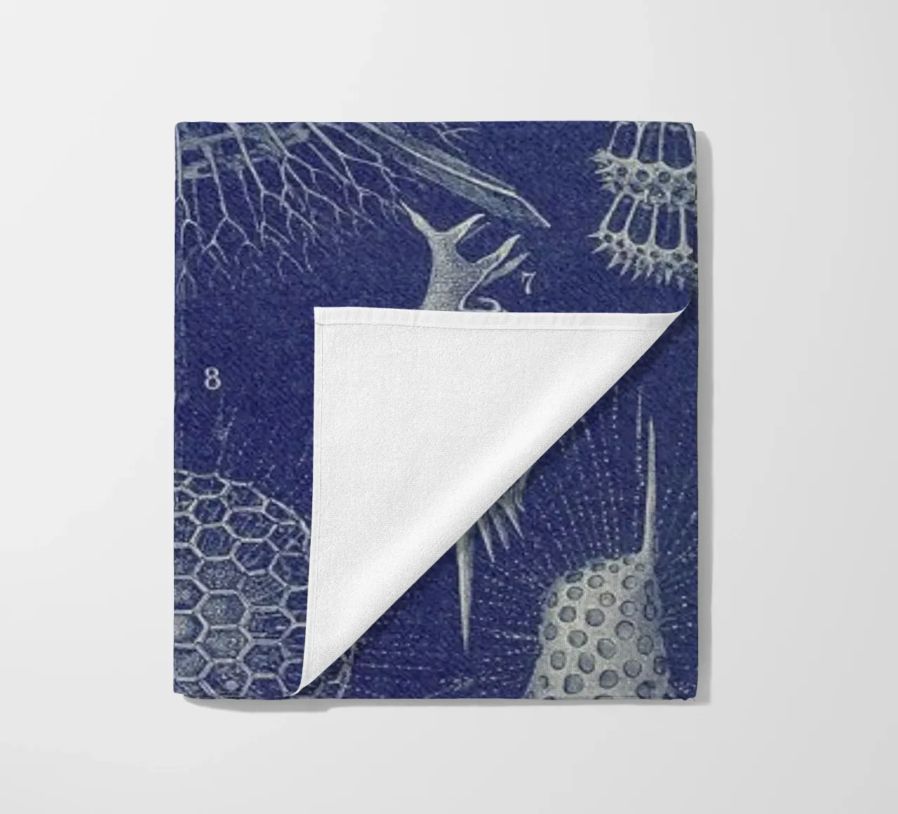 Radiolaria telo mare da Flora & Fauna