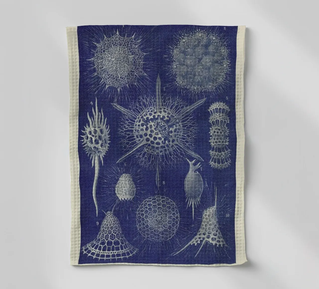 Radiolaria canovaccio da cucina da Flora & Fauna