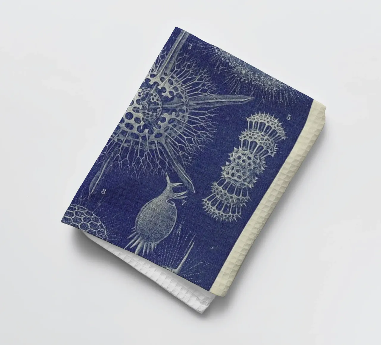 Radiolaria canovaccio da cucina da Flora & Fauna