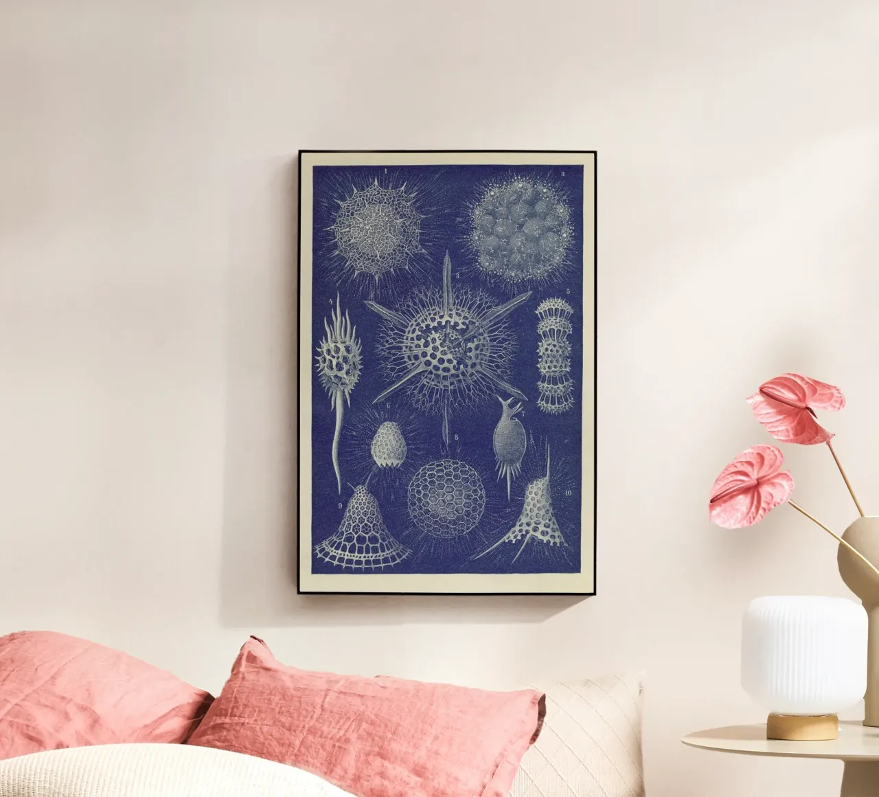 Radiolaria plexiglass da Flora & Fauna