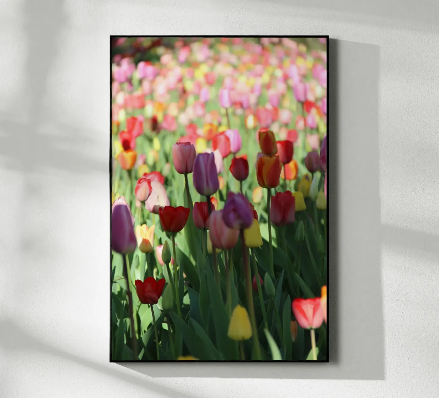 SpringTime2 plexiglas de DragonFly