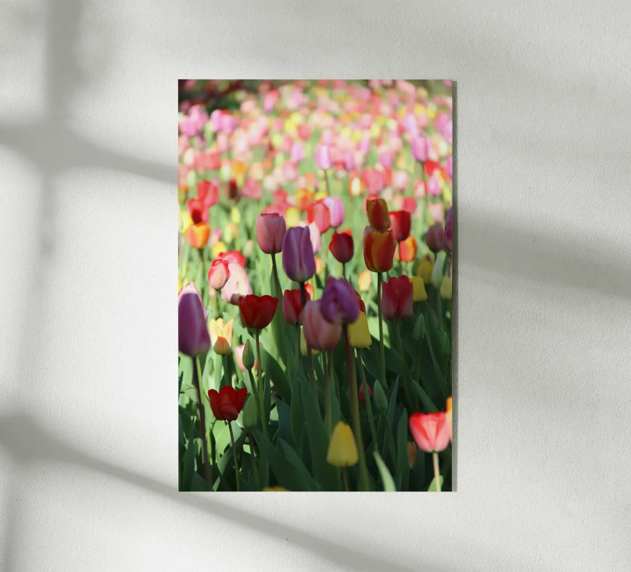 SpringTime2 plexiglass da DragonFly