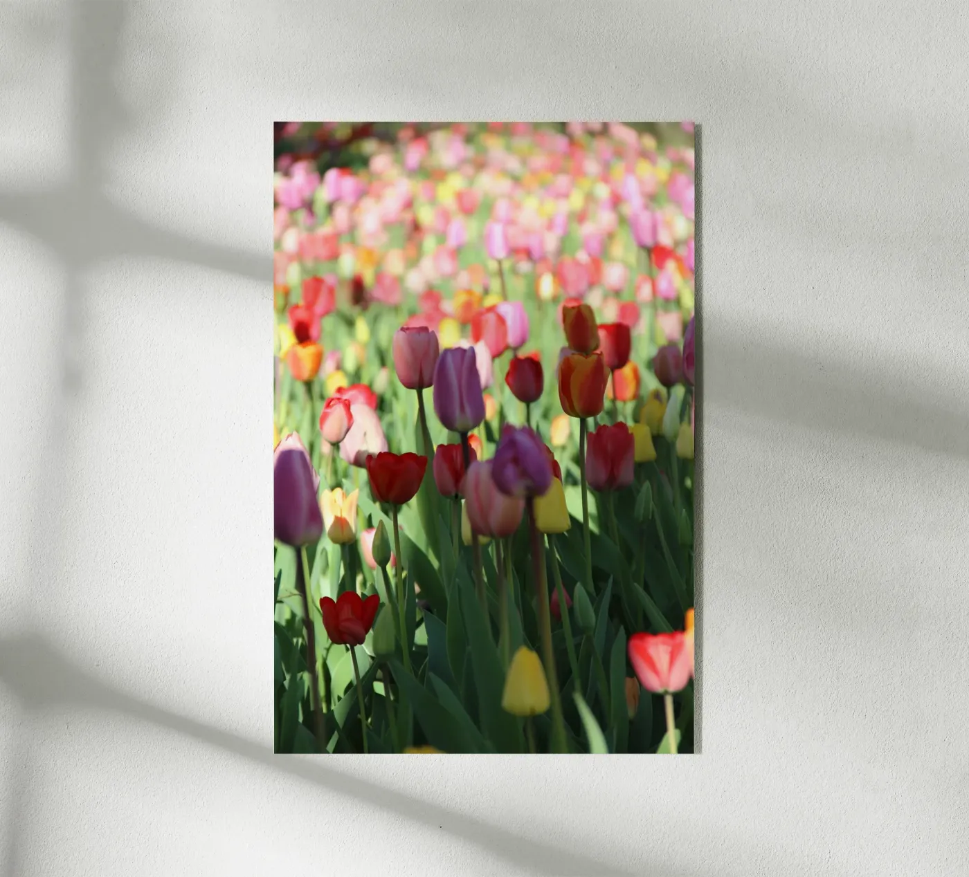 SpringTime2 plexiglas de DragonFly