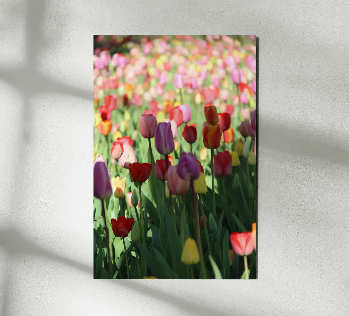 SpringTime2 forex-plaat van DragonFly