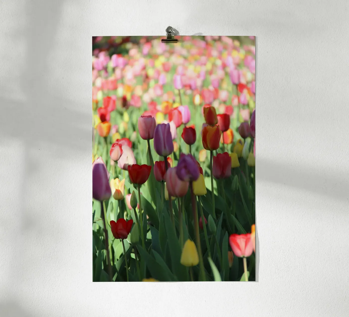 SpringTime2 poster van DragonFly