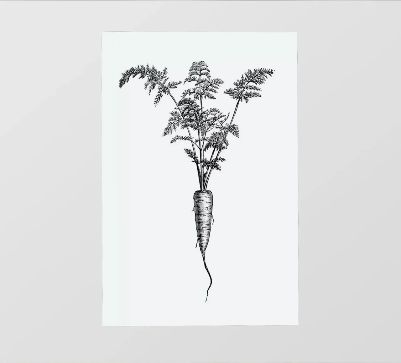 Carrot pellicola backlit da Flora & Fauna