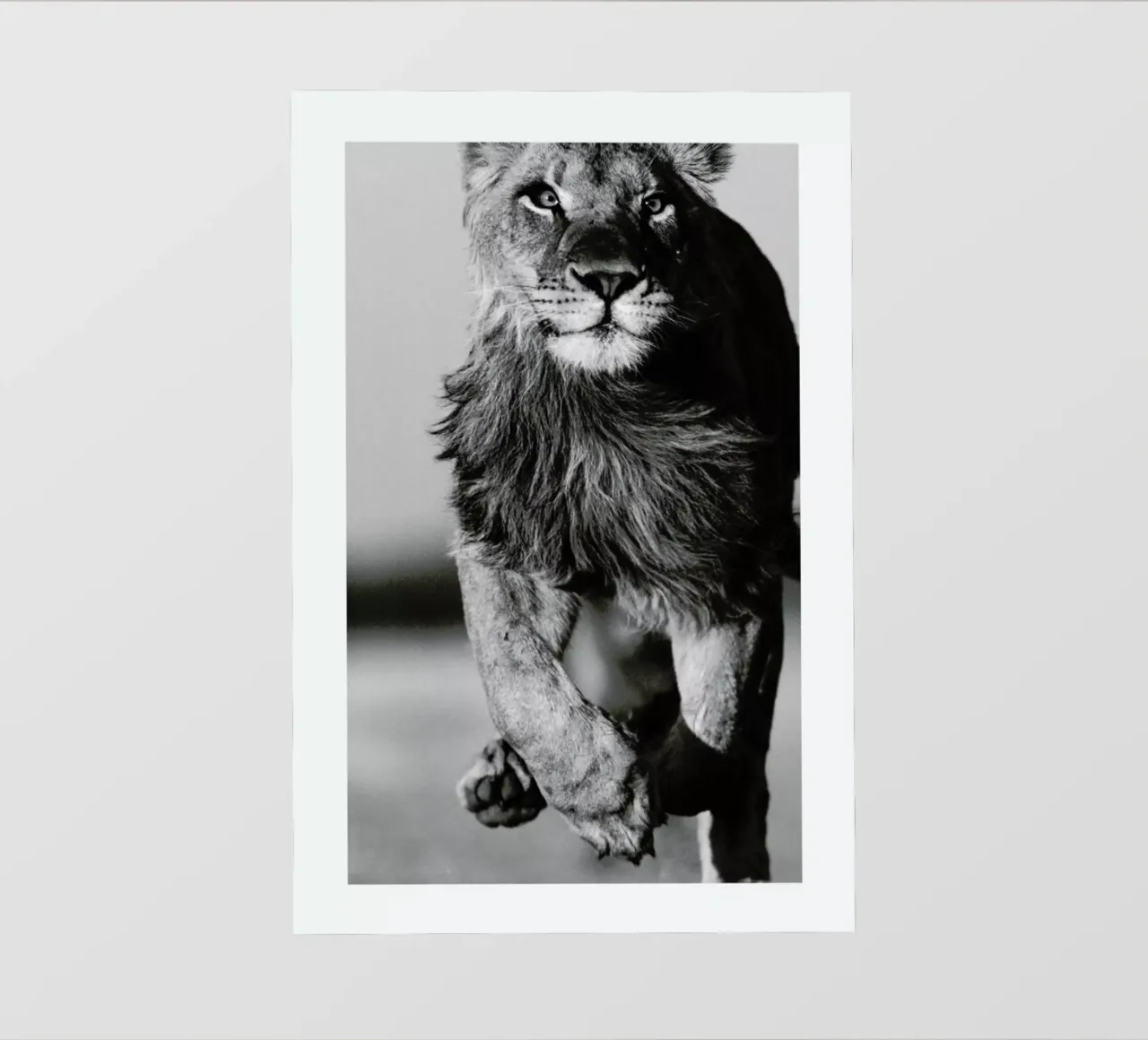 Lion Sprint pellicola backlit da Natural Kingdom