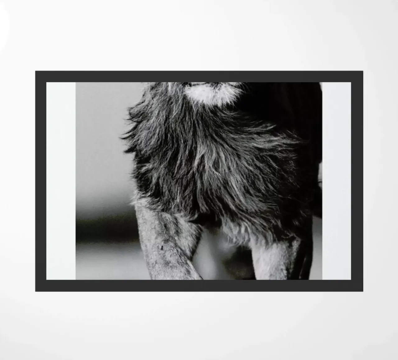 Lion Sprint zerbino da Natural Kingdom