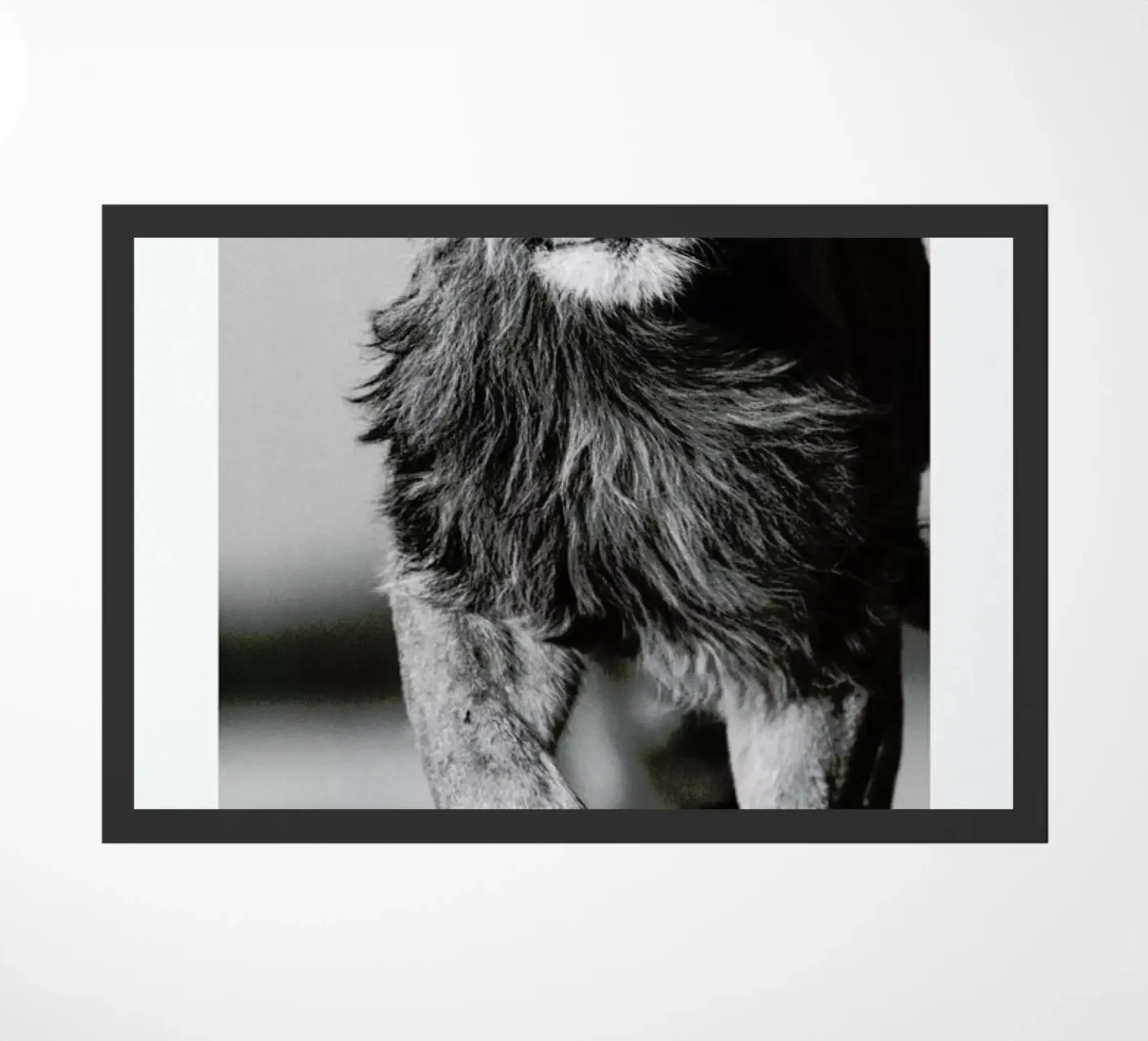 Lion Sprint zerbino da Natural Kingdom