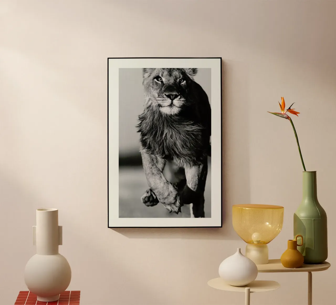 Lion Sprint plexiglass da Natural Kingdom