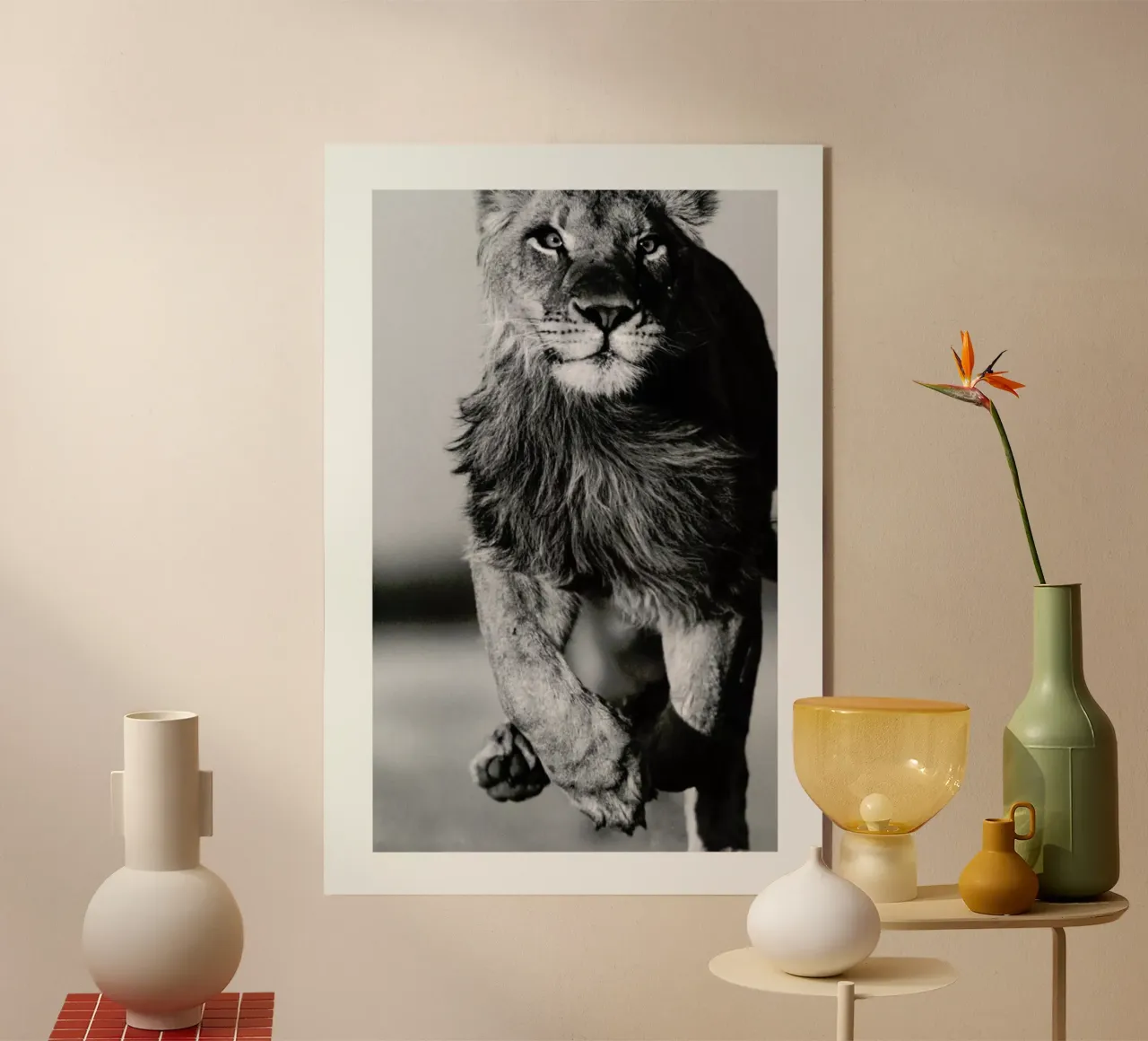 Lion Sprint plexiglass da Natural Kingdom