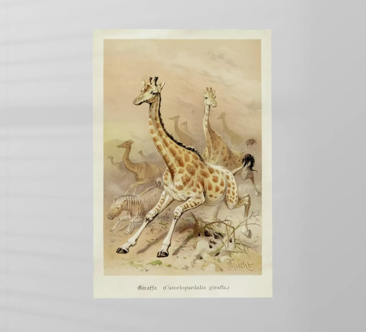 Racing Giraffes pellicola backlit da Flora & Fauna