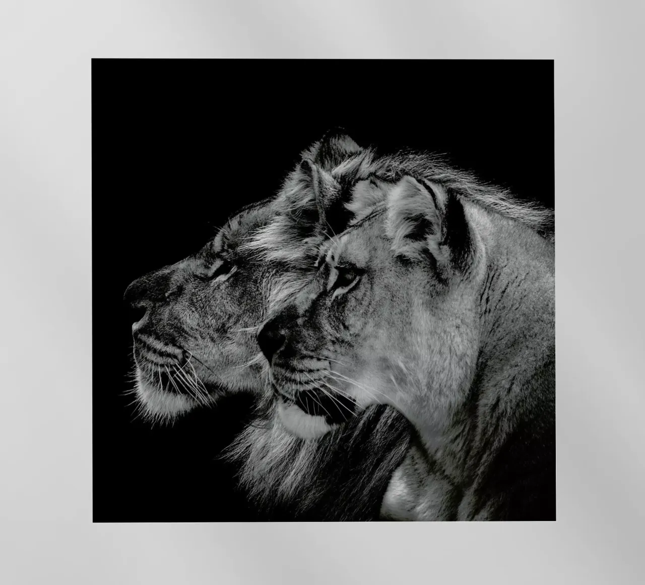 Lion Duo Profile by Lothare Dambreville backlit folie van EyeEm Mobile GmbH