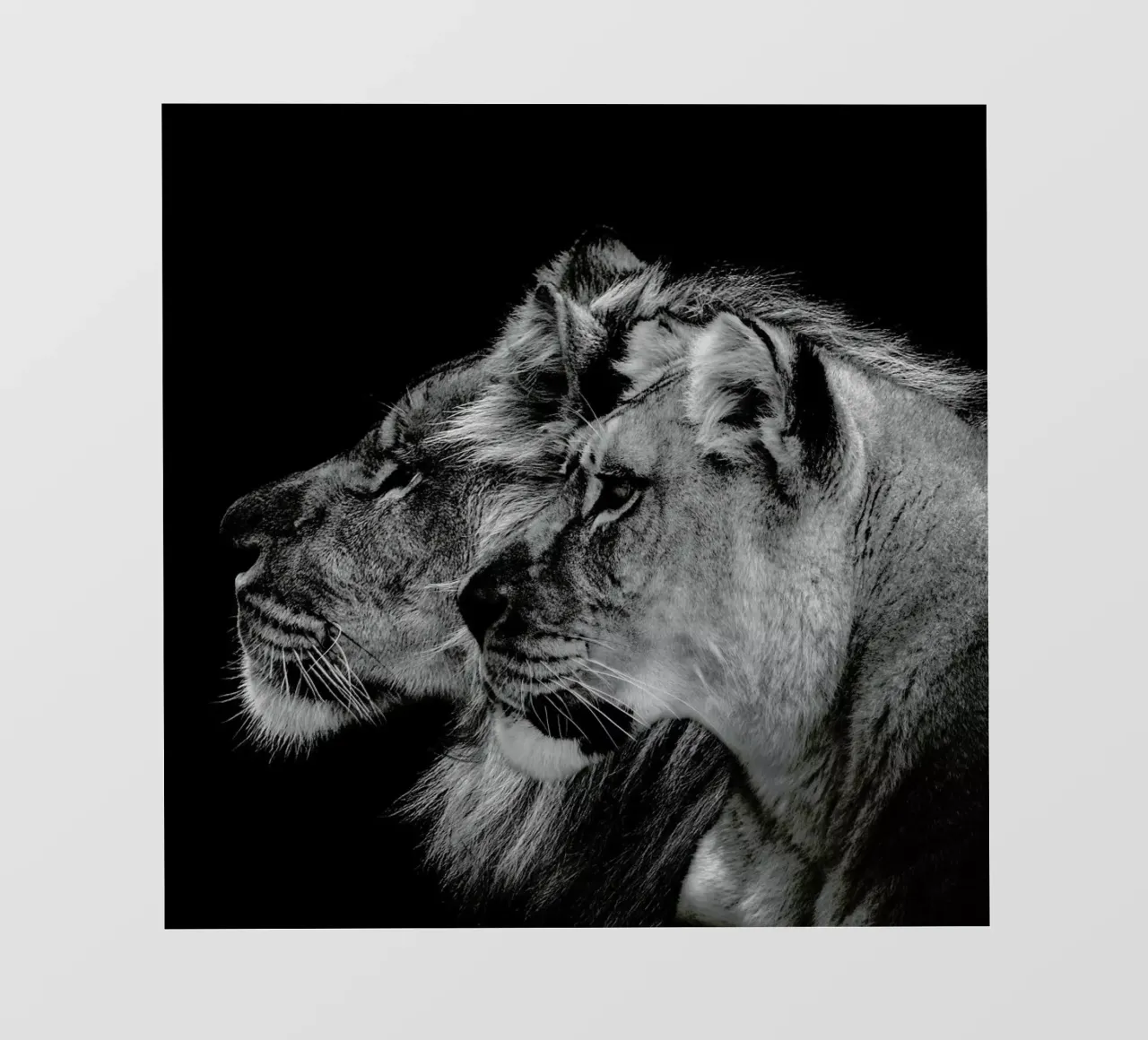 Lion Duo Profile by Lothare Dambreville backlit folie van EyeEm Mobile GmbH