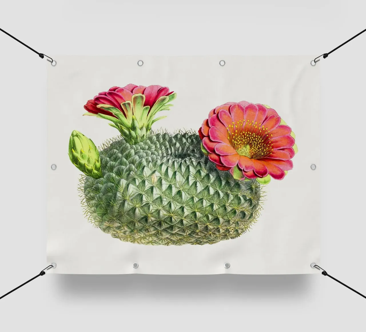 Blooming Cactus Fishhook Print Botanical Illustration telo in pvc da Pretty Flowers Vintage Botanicals
