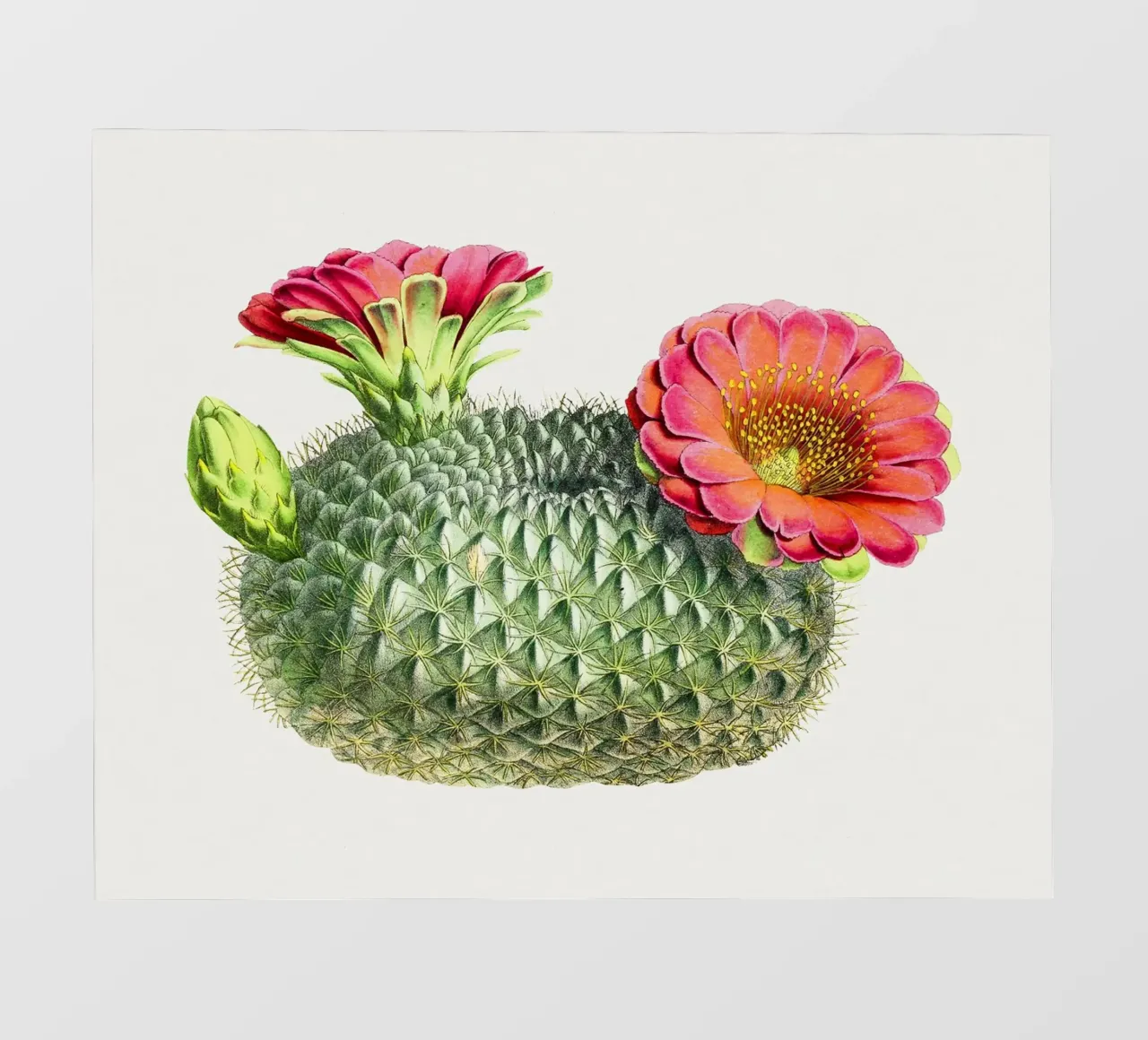 Blooming Cactus Fishhook Print Botanical Illustration telo in pvc da Pretty Flowers Vintage Botanicals