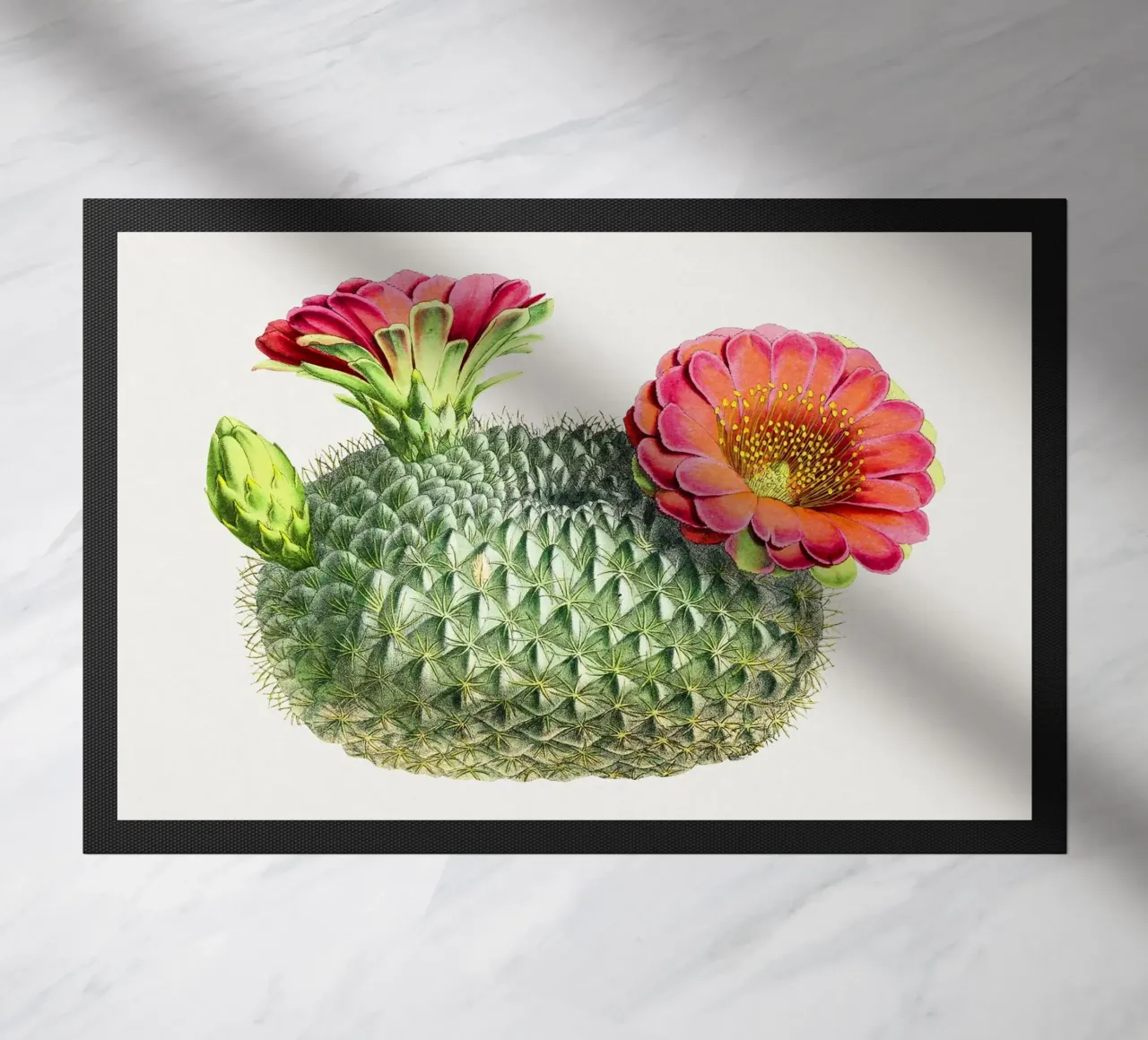 Blooming Cactus Fishhook Print Botanical Illustration zerbino da Pretty Flowers Vintage Botanicals