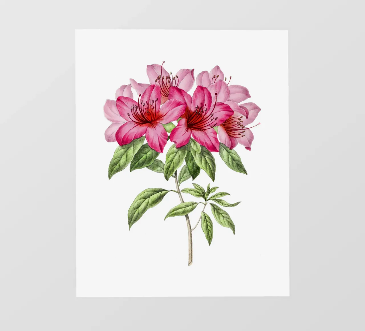 Bloom: Pink Azalea Botanical Illustration pellicola backlit da Pretty Flowers Vintage Botanicals