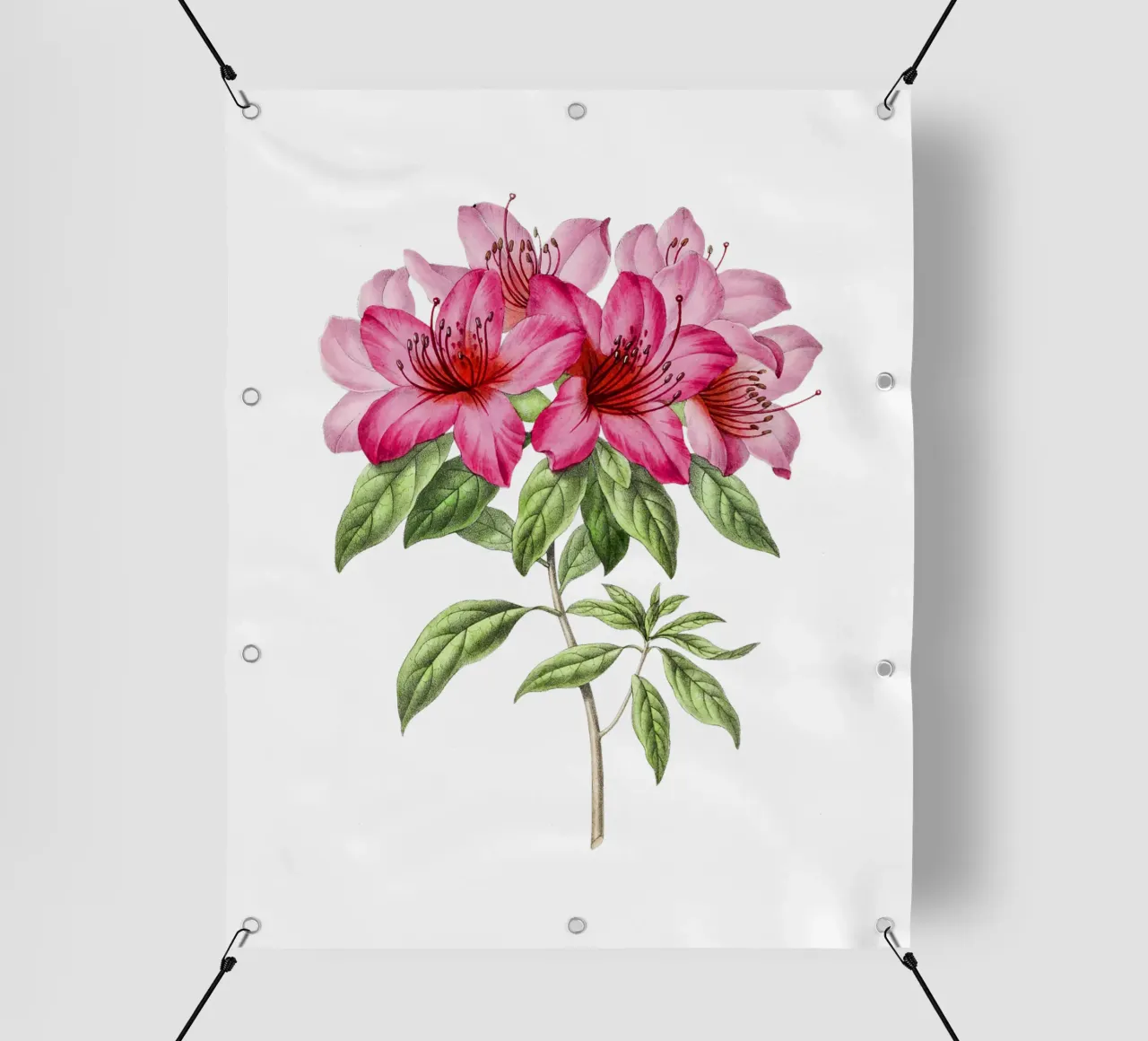 Bloom: Pink Azalea Botanical Illustration telo in pvc da Pretty Flowers Vintage Botanicals