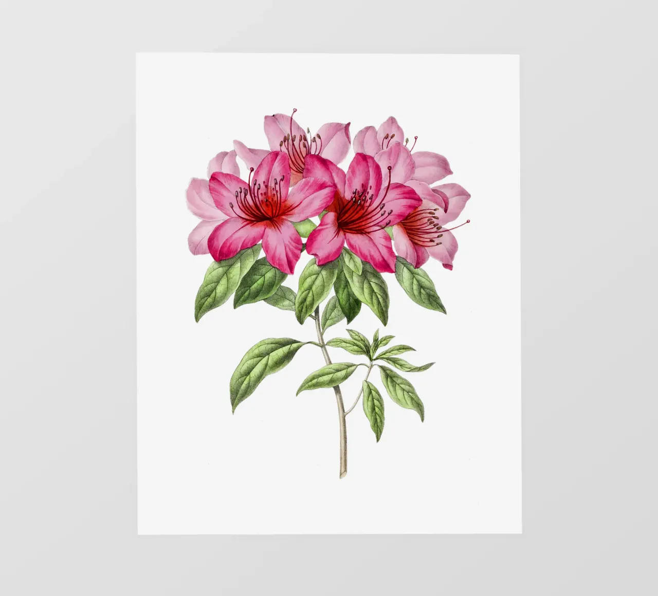 Bloom: Pink Azalea Botanical Illustration telo in pvc da Pretty Flowers Vintage Botanicals
