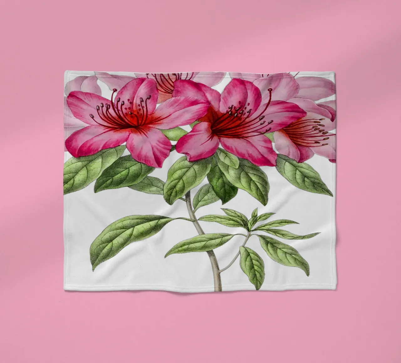 Bloom: Pink Azalea Botanical Illustration coperta in pile da Pretty Flowers Vintage Botanicals