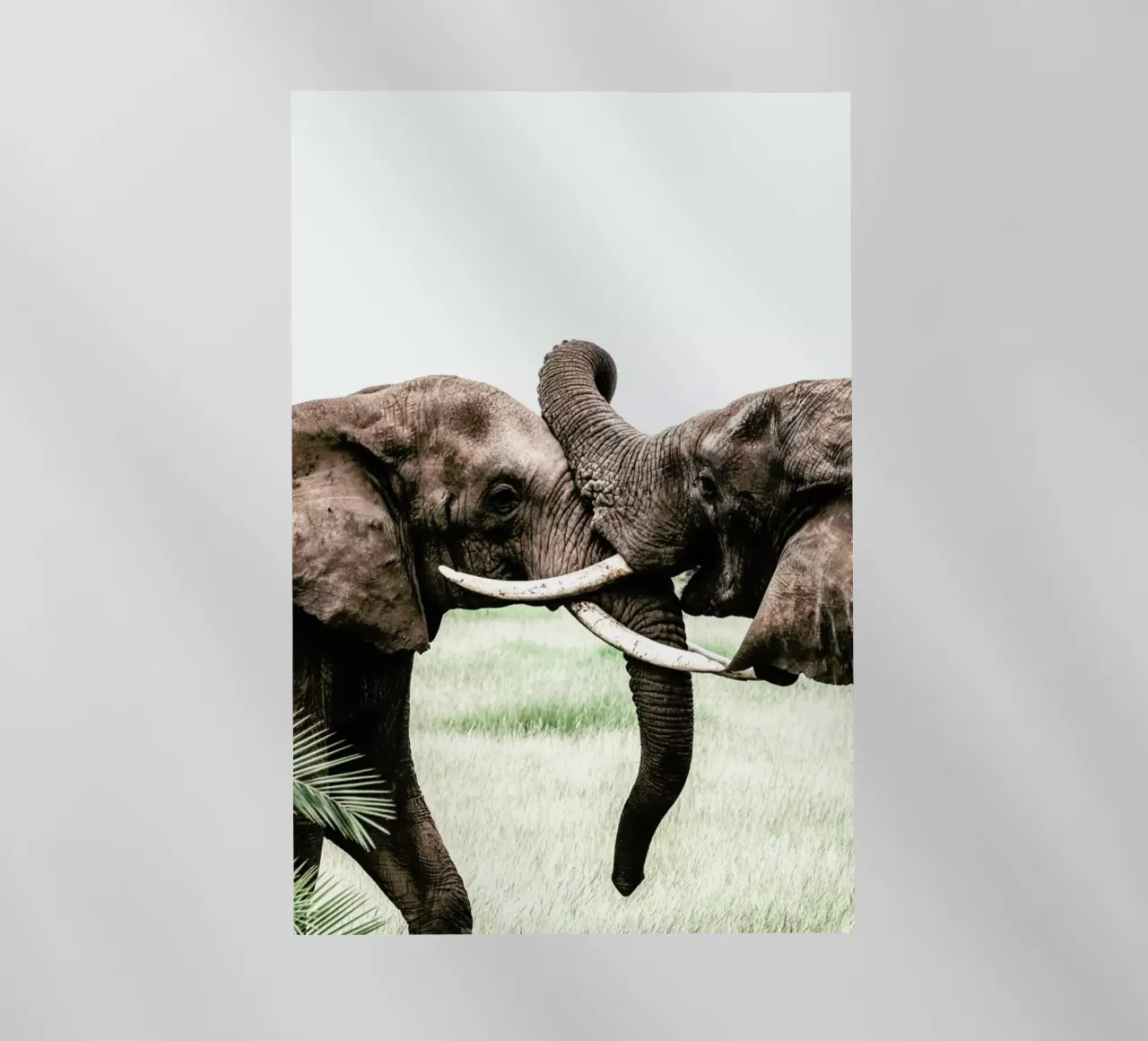 Elephants at Play pellicola backlit da Natural Kingdom