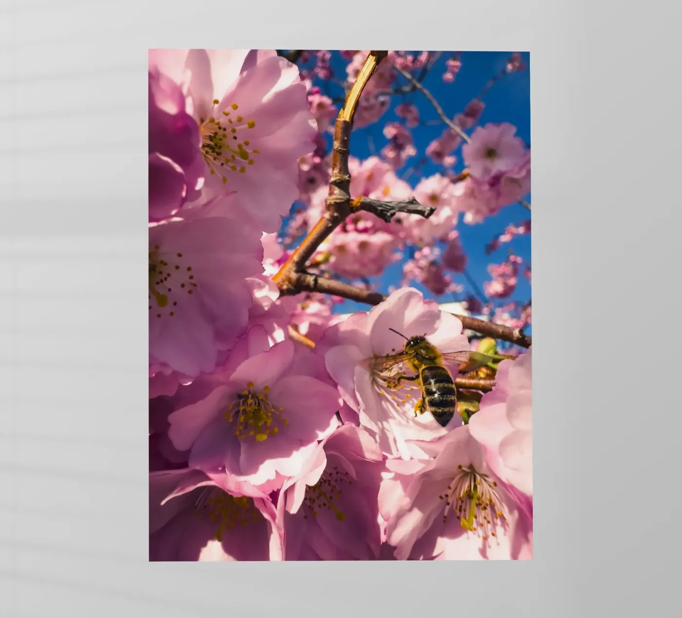 Spring in progress pellicola backlit da Mexposure Gallery