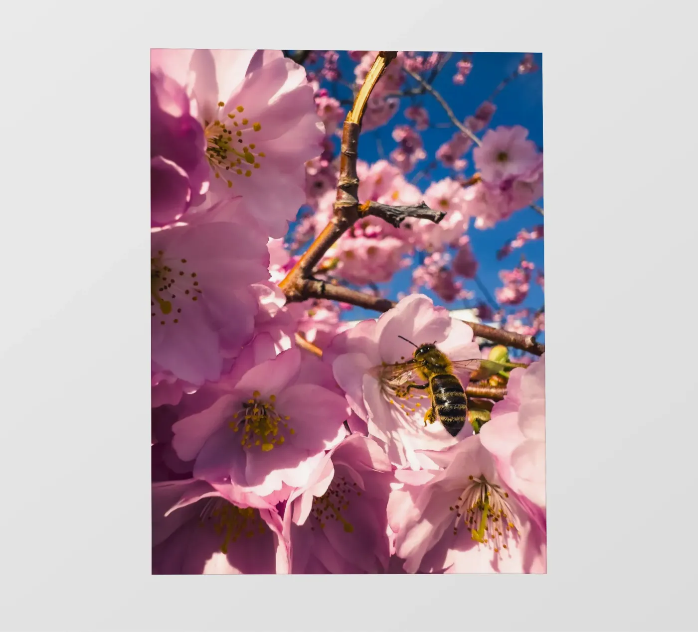 Spring in progress photo wallpaper by Mexposure Gallery
