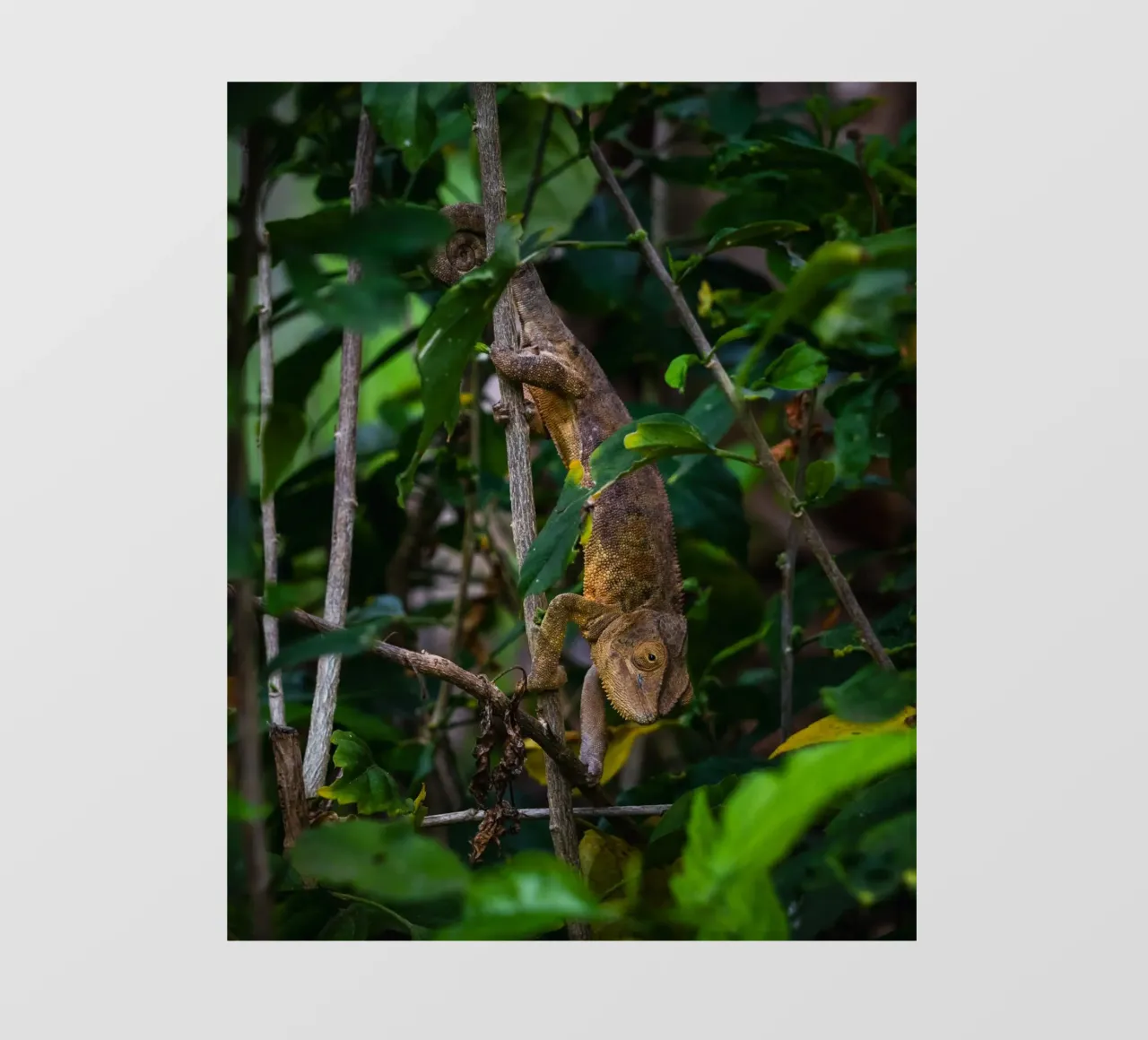 CamouFlex telo in pvc da Mexposure Gallery