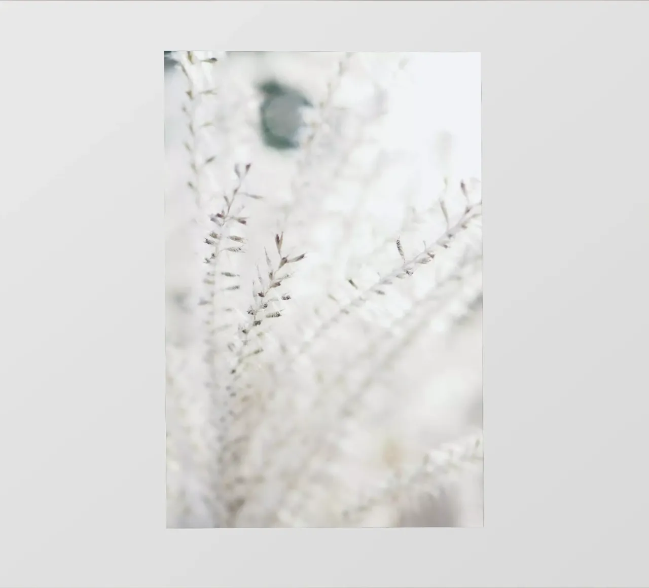 Michael's Grass pellicola backlit da Babett Schultze