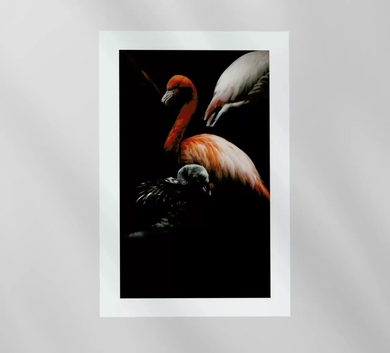 The Flock pellicola backlit da Natural Kingdom