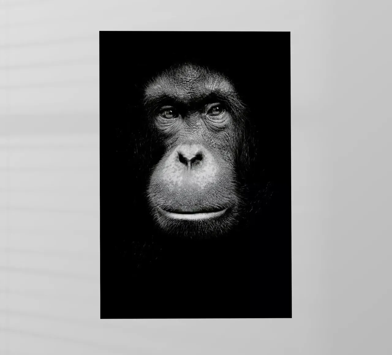 A Certain Kind of Wisdom pellicola backlit da Natural Kingdom