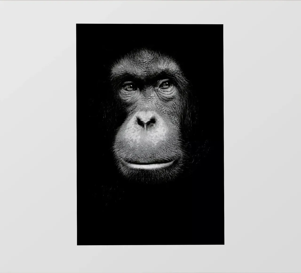 A Certain Kind of Wisdom pellicola backlit da Natural Kingdom