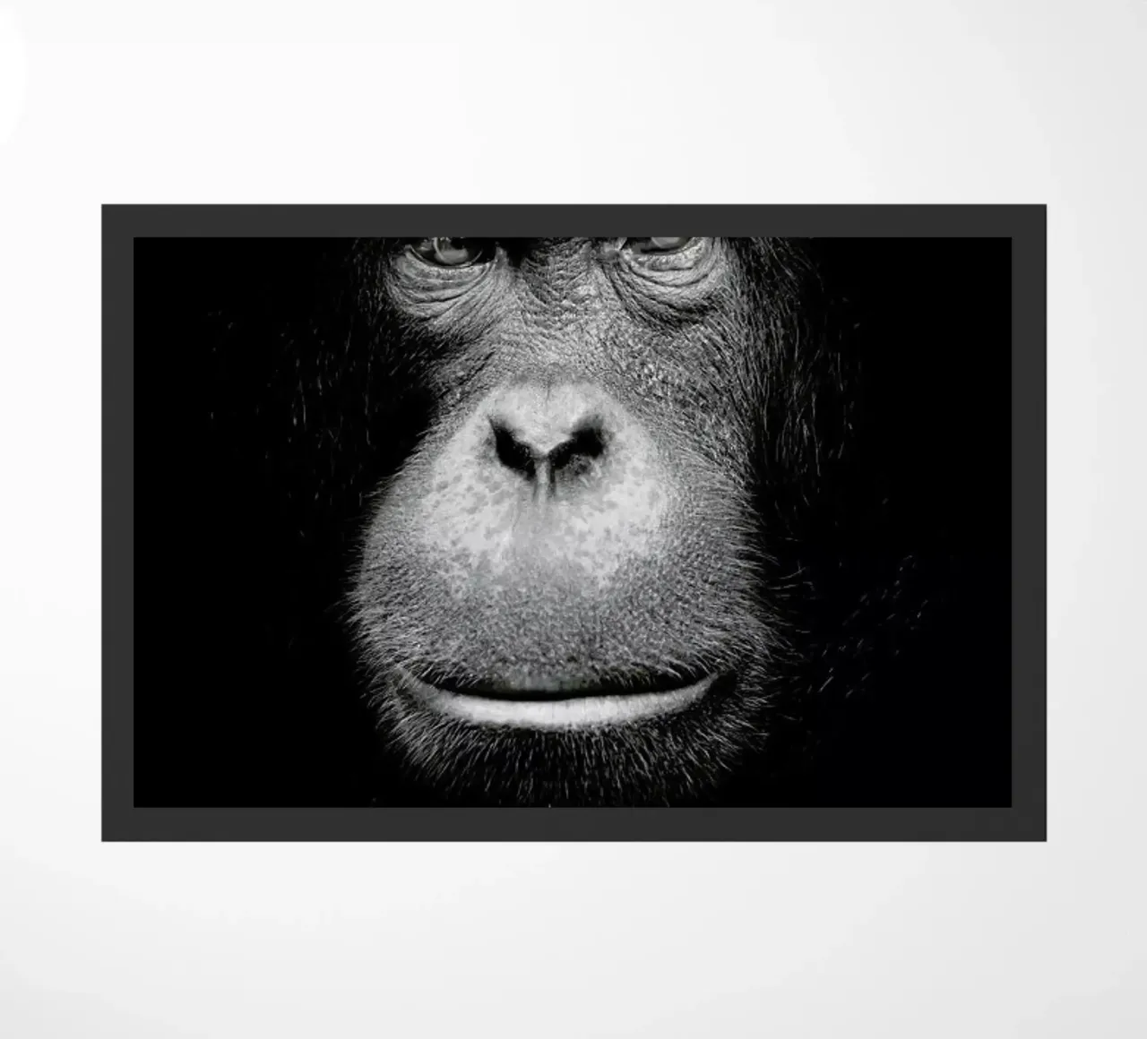 A Certain Kind of Wisdom zerbino da Natural Kingdom